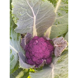 hạt giống súp lơ violet nhật bản