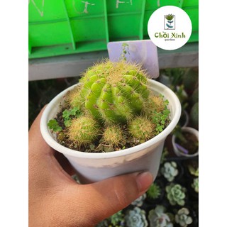 BÍ XANH  - XƯƠNG RỒNG