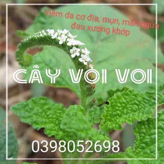Cây vòi voi khô-tươi