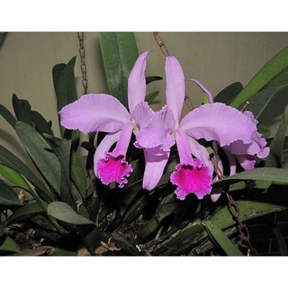 Hoa Lan cát rừng ( combo 1 bó cát đủ màu)