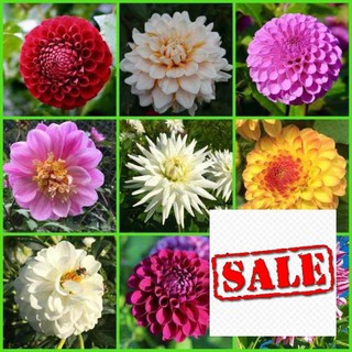 40 hạt giống hoa thược dược kim cương SALE