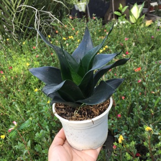 Cây lưỡi mèo xanh