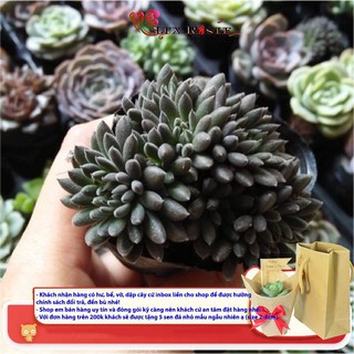 [Hot sale] SEN ĐÁ NHÍM ĐEN- HÀNG NHẬP MỚI MỖI NGÀY