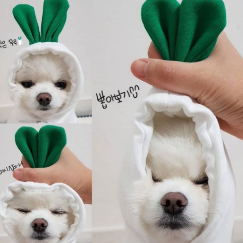 🌸 Quần Áo Chó Mèo Có Nón Cosplay Biến Hình Cho Thú Cưng