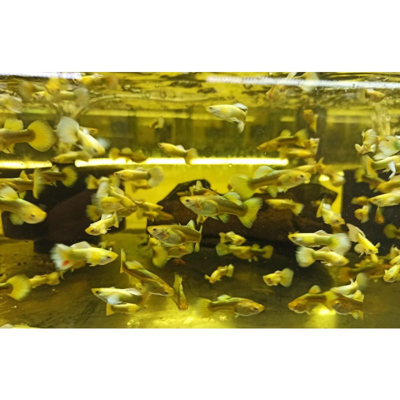 Compo 1 cặp FULL GOLD trốngg máii lai siêu đẹp