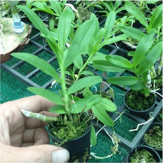 lan trầm 5 cánh trắng