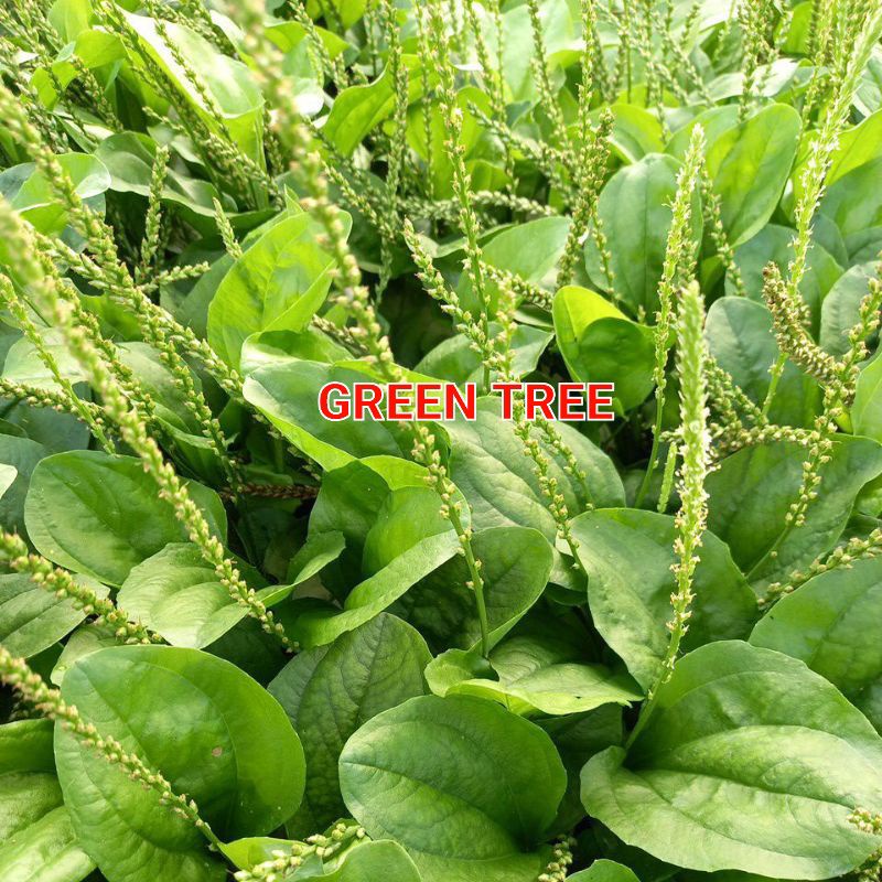 Cây giống mã đề