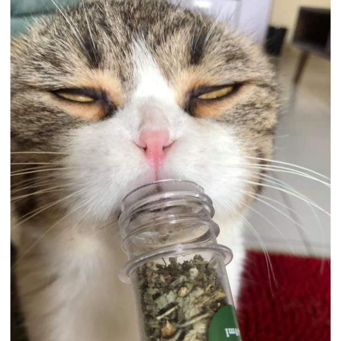 Cỏ Bạc Hà- Cỏ Khô Cho Mèo Dạng Ống - Catnip Cho Mèo
