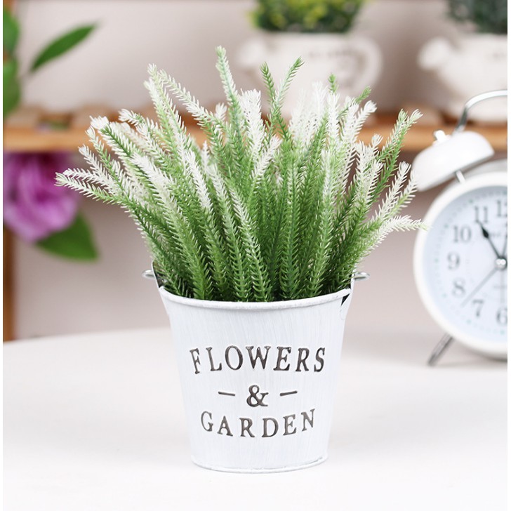 Xô thiếc và cỏ nhánh nhọn, hoa giả