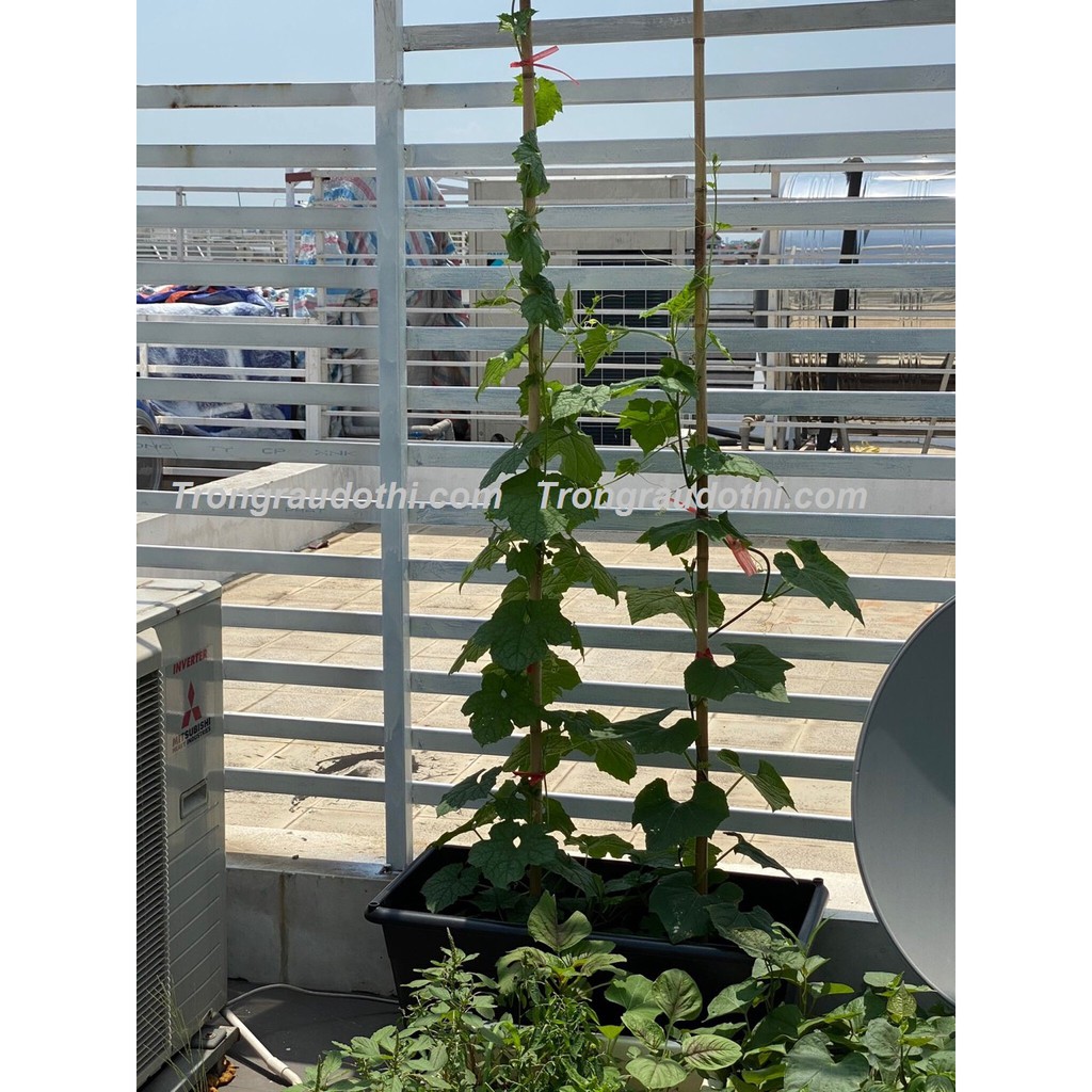 Combo 5 Khay Trồng Rau Bán Thủy Canh Dosa - Cung Cấp Bởi Trồng Rau Đô Thị