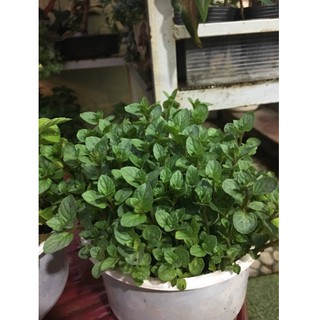 0,1gram Hạt giống bạc hà Peppermint