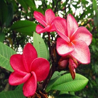 CÂY HOA ĐẠI ĐỎ, CAM KẾT MÀU HOA