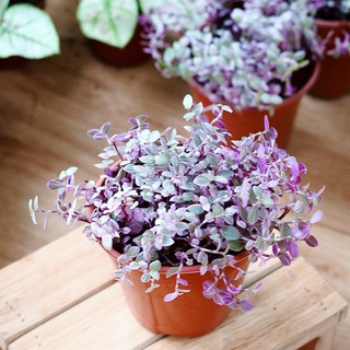 Chậu cây Thài lài hồng - Pink Lady cực xinh xắn để bàn làm việc - Trang Flowers