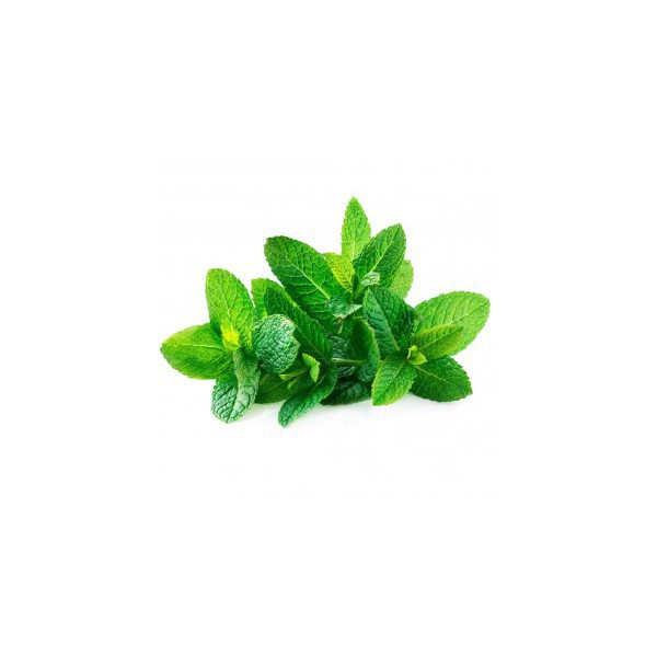 0.1g Hạt Giống Húng Bạc Hà (Hàng Loại 1)