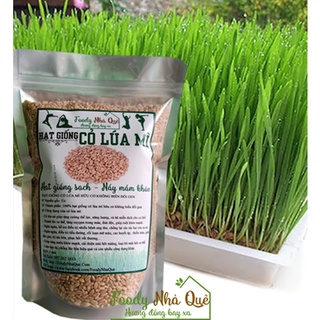 1Kg Hạt giống cỏ lúa mì-lúa mạch (CỎ MÈO)