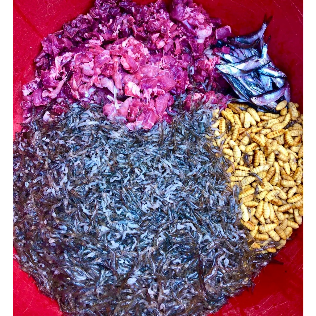 300g Cám Cu gáy giàu dinh dưỡng, Vỗ béo & Kích lửa