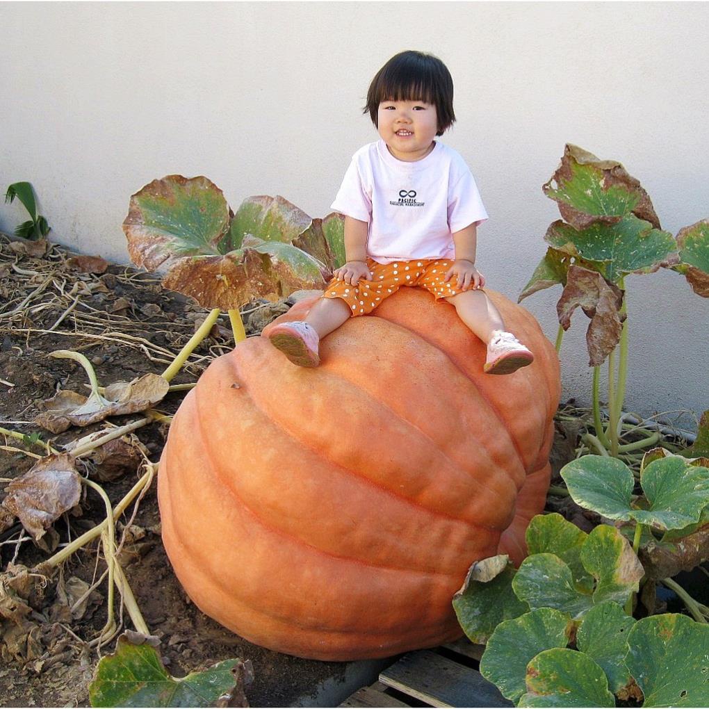 hạt giống bí ngô khổng lồ 5 hạt