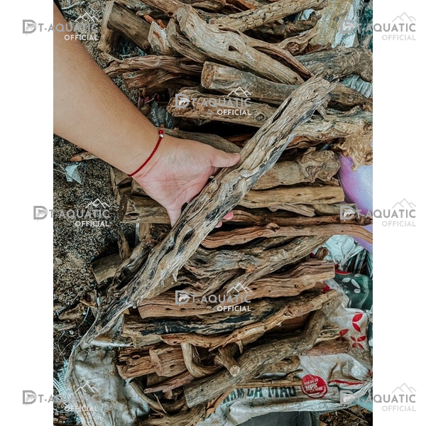 Lũa Linh Sam Thẳng - (1kg) Dùng Để Setup Bể Thủy Sinh, Layout Phong Cách Rừng Cực Đẹp và Tự Nhiên