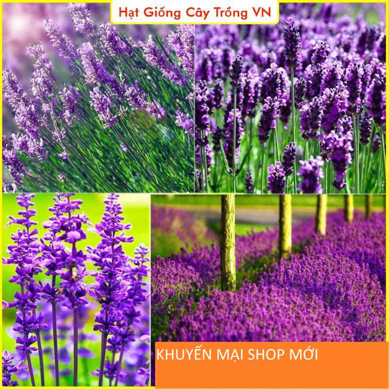 Hạt giống Hoa Oải Hương - Gói 50 Hạt khuyến mại shop mới