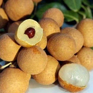 CÂY GIỐNG NHÃN LỒNG MUỘN SIÊU NGON SIÊU QUẢ- CAM KÊT GIỐNG CHUẨN F1