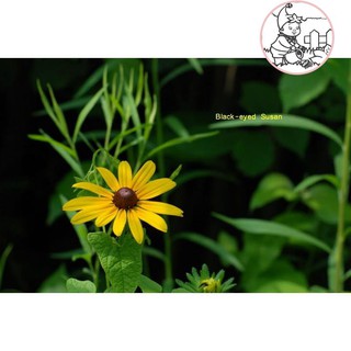 Hạt hoa cúc kim quang - gói 1 gram