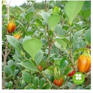 Hạt dành dành (gói 1kg) - TD132