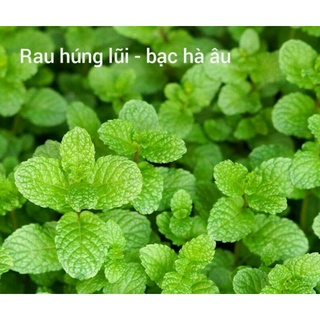 húng bạc hà +bạc hà socola