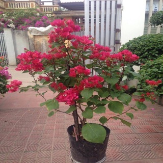 Cây giống hoa giấy 35k/bầu