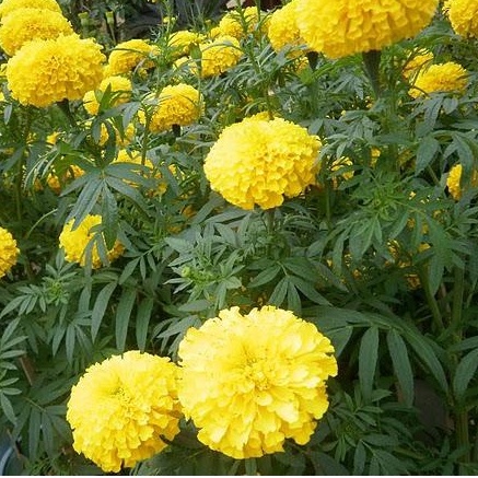 Hạt giống hoa Vạn Thọ vàng chanh Lở F1 - 30 hạt -