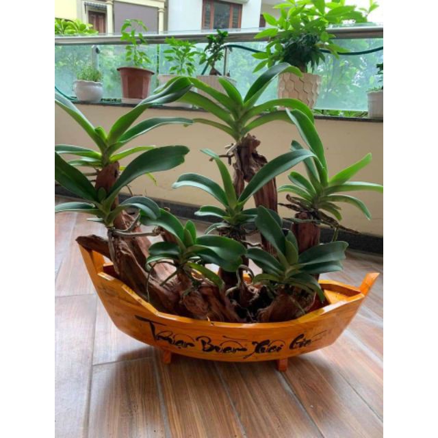 Chậu thuyền gỗ thuận buồm xuôi gió