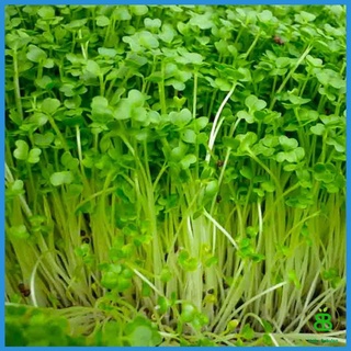 hạt giống rau mầm cải ngọt, dể trồng, nảy mầm 100%