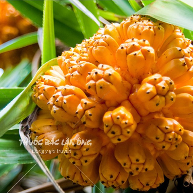 Dứa dại 100g (Quả dứa dại rừng, dứa gai khô)