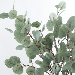 Nhành lá bạch đàn cao