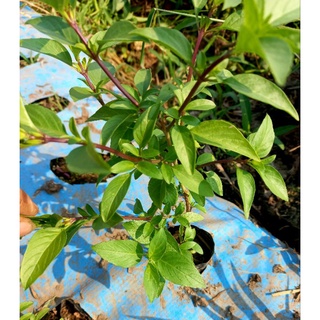 cây Húng Quế(húng chó)