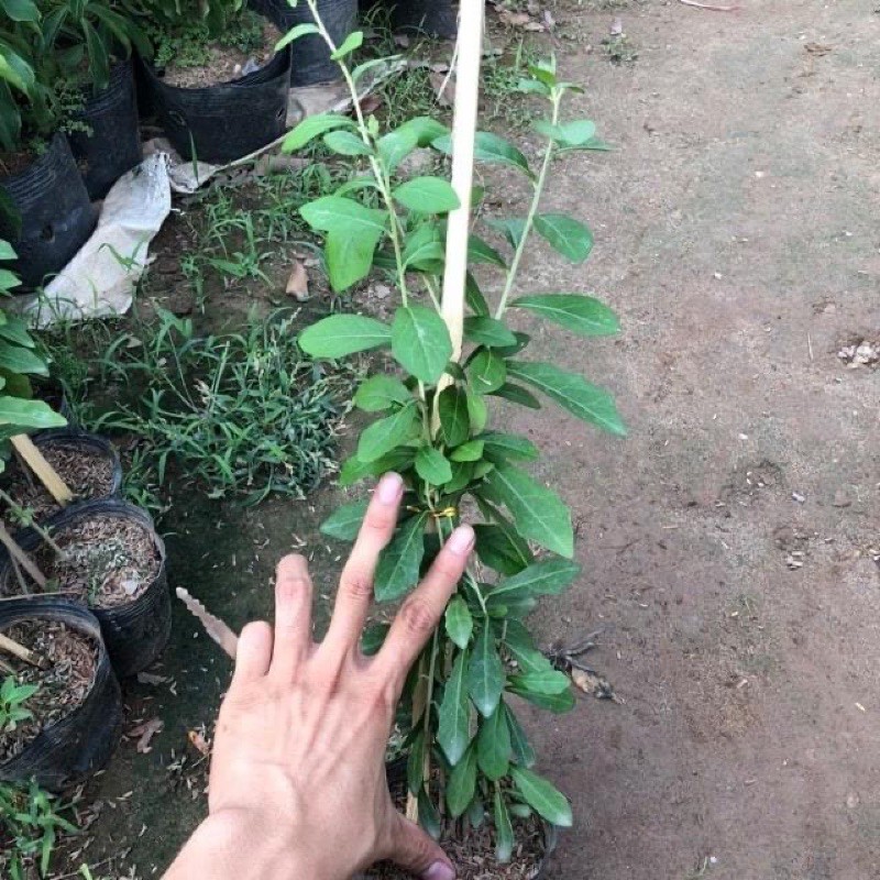 Cúc tần Ấn Độ ( cây dây leo , rủ ).
