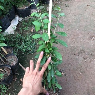 Cúc tần Ấn Độ ( cây dây leo , rủ ).