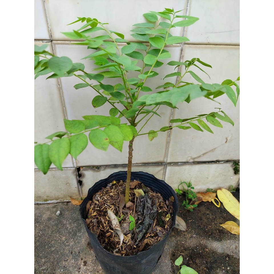 Cây giống chùm giuộc ngọt giống mới, siêu trái ra trái ngọt