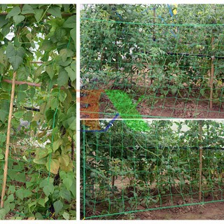 Combo 20 lưới làm giàn 3,6x1,8m