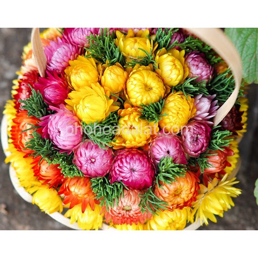 Hạt giống hoa cúc bất tử F1 Loại mix nhiều màu dễ trồng dễ chăm sóc hoa nở đẹp [ Gói 50gram,100gram,200gram]