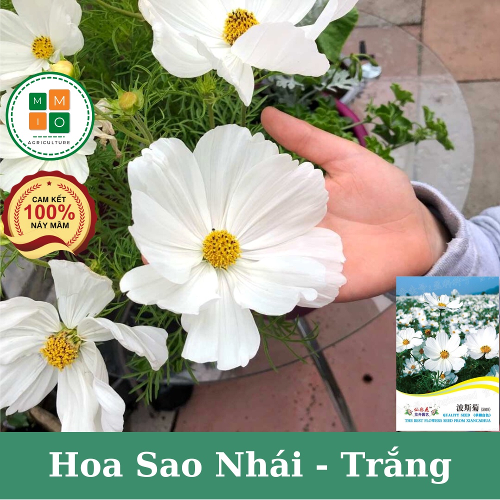 Hạt giống hoa sao nhái trắng cánh to - Siêu dễ trồng, hoa nở bốn mùa