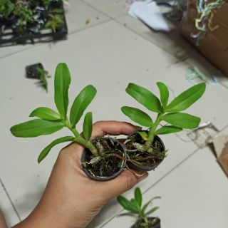 Trầm trắng giống