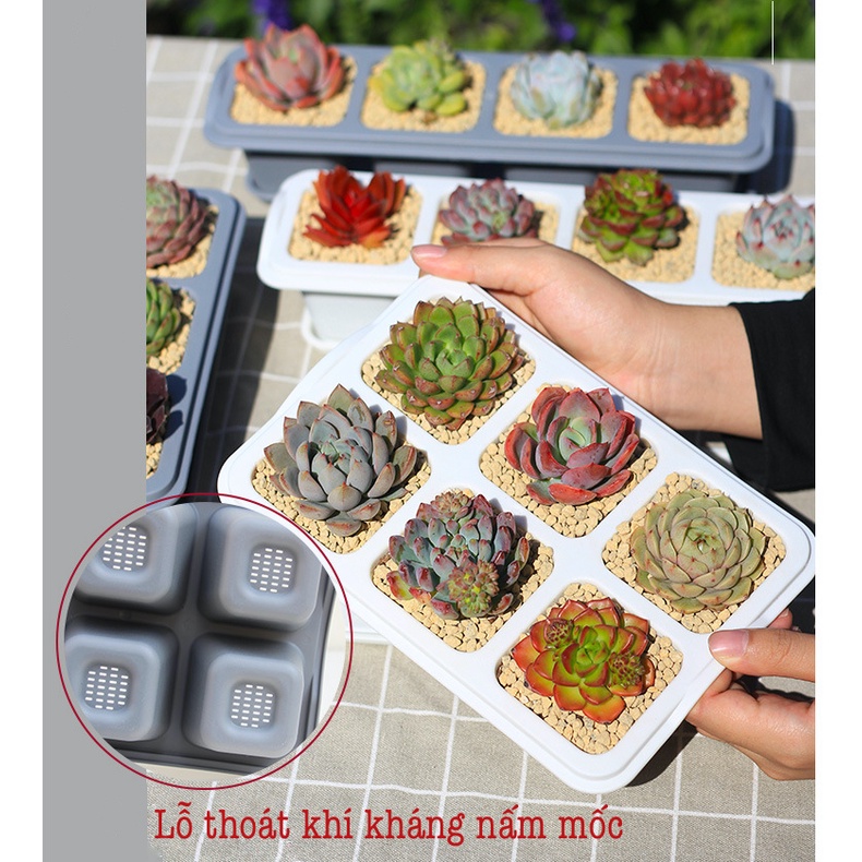 Chậu trồng sen đá Oliz T1 - Chậu cây mini để bàn, có khay đĩa lót đáy chậu cây