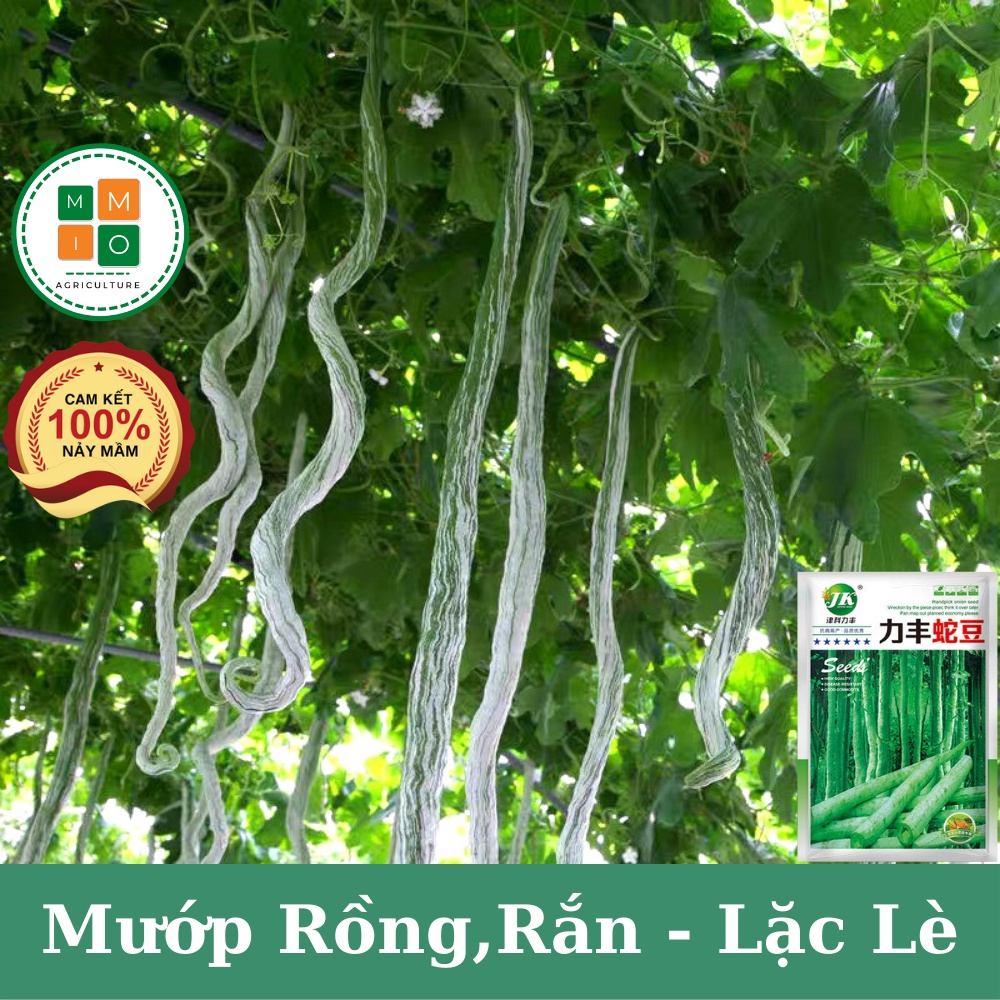 Hạt giống mướp rồng( rắn) Nhật Bản, lặc lè (lặc lày) dài siêu trái