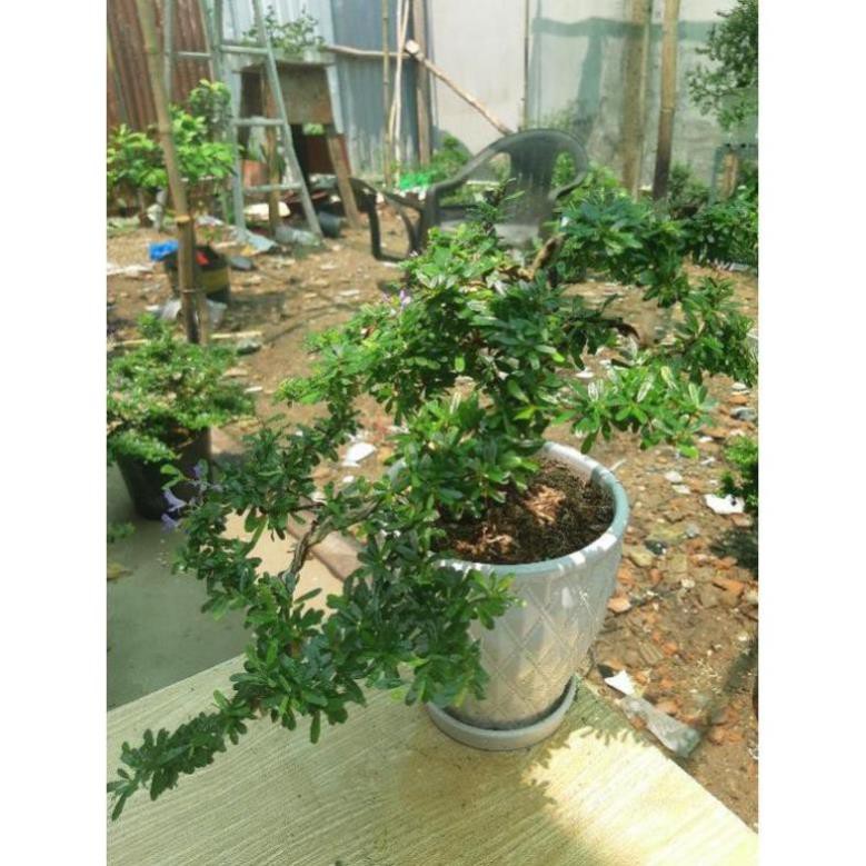 linh sam bonsai mini TẶNG CHẬU