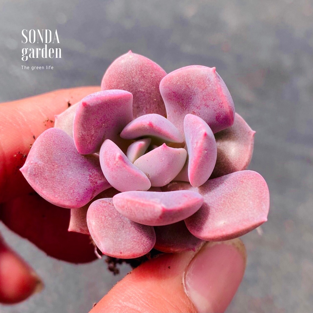 Sen đá hồng hoa SONDA GARDEN size mini 2.5-4cm, xuất xứ Đà Lạt, khoẻ đẹp, lỗi 1 đổi 1