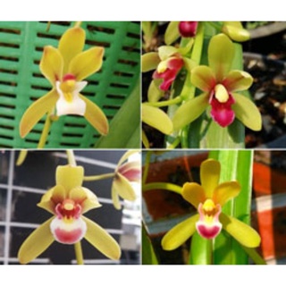 Lan kiếm tiên vũ chuẩn bị hoa 1 thân