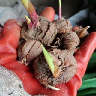 10 củ giống hoa lay ơn