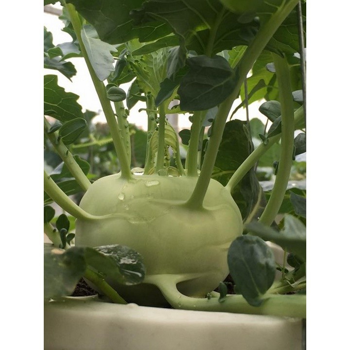 HẠT GIỐNG CỦ SU HÀO OP XANH - GÓI 2 GRAM