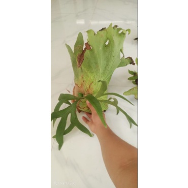 Cây ổ rồng