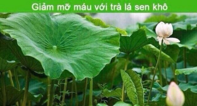 1kg lá sen khô🍀giảm cân, giúp ngủ ngon